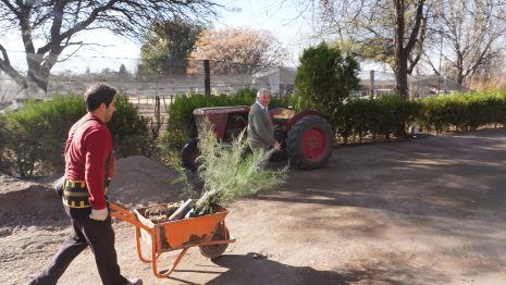 El municipio y Recursos Naturales trabajan para reforestar cortinas del oasis productivo local